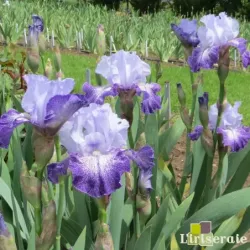 IRIS SPLASHACATA - L'iriseraie - KUTTOLSHEIM ALSACE FRANCE