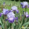 IRIS SPLASHACATA - L'iriseraie - KUTTOLSHEIM ALSACE FRANCE