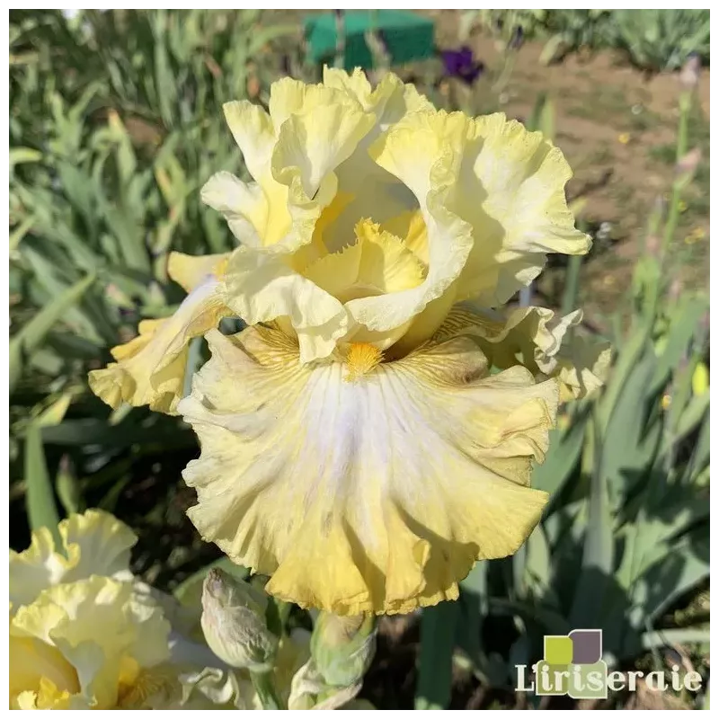 IRIS BANANA DAIQUIRI - L'iriseraie - KUTTOLSHEIM ALSACE FRANCE