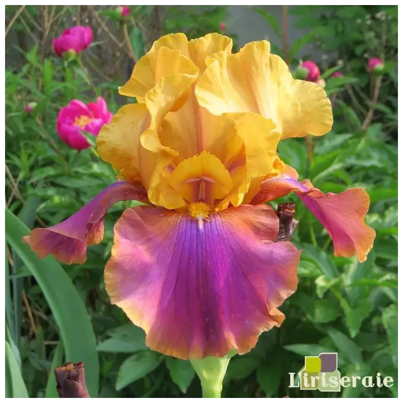 IRIS SYNCOPATION - L'iriseraie - KUTTOLSHEIM ALSACE FRANCE IRIS SYNCOPATION - L'iriseraie - KUTTOLSHEIM ALSACE FRANCE
