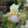 IRIS BANANA DAIQUIRI - L'iriseraie - KUTTOLSHEIM ALSACE FRANCE