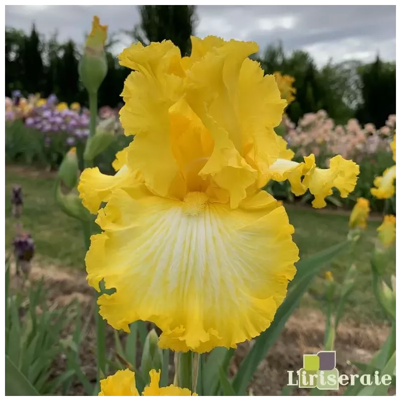 IRIS THAT'S ALL FOLKS - L'iriseraie - KUTTOLSHEIM ALSACE FRANCE