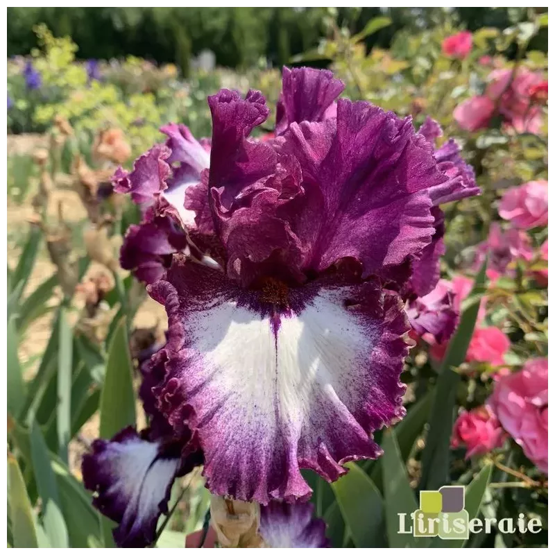 IRIS TRUE PROMISES - L'iriseraie - KUTTOLSHEIM ALSACE FRANCE