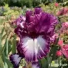 IRIS TRUE PROMISES - L'iriseraie - KUTTOLSHEIM ALSACE FRANCE