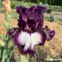 IRIS TRUE PROMISES - L'iriseraie - KUTTOLSHEIM ALSACE FRANCE