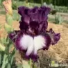 IRIS TRUE PROMISES - L'iriseraie - KUTTOLSHEIM ALSACE FRANCE