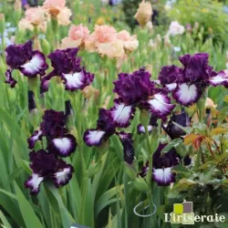 IRIS TRUE PROMISES - L'iriseraie - KUTTOLSHEIM ALSACE FRANCE