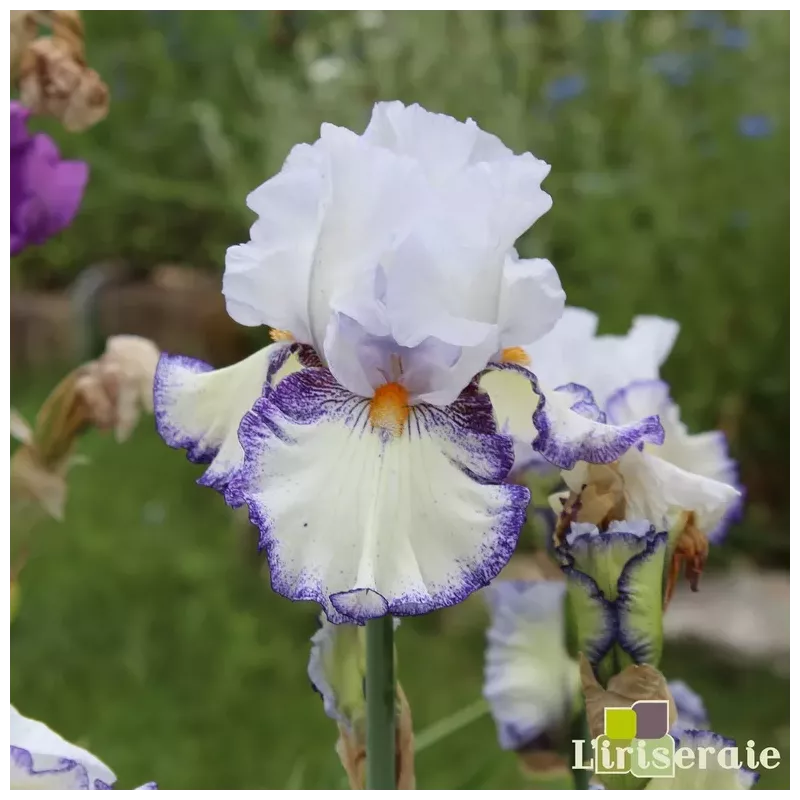 IRIS URLUBERLU - L'iriseraie - KUTTOLSHEIM ALSACE FRANCE