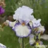 IRIS URLUBERLU - L'iriseraie - KUTTOLSHEIM ALSACE FRANCE