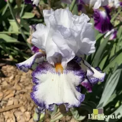 IRIS URLUBERLU - L'iriseraie - KUTTOLSHEIM ALSACE FRANCE