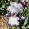 IRIS URLUBERLU - L'iriseraie - KUTTOLSHEIM ALSACE FRANCE