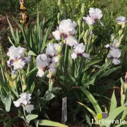 IRIS URLUBERLU - L'iriseraie - KUTTOLSHEIM ALSACE FRANCE