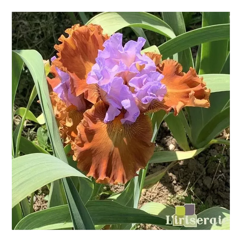 IRIS VALLEY OF DREAM - L'iriseraie - KUTTOLSHEIM ALSACE FRANCE IRIS VALLEY OF DREAM - L'iriseraie - KUTTOLSHEIM ALSACE FRANCE
