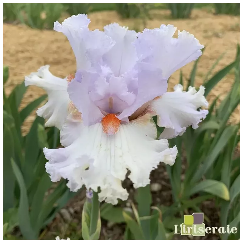 IRIS VANILLA FRAPPE - L'iriseraie - KUTTOLSHEIM ALSACE FRANCE