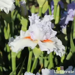 IRIS VANILLA FRAPPE - L'iriseraie - KUTTOLSHEIM ALSACE FRANCE