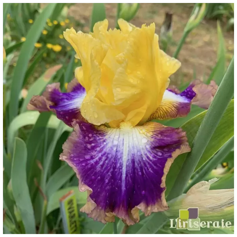 IRIS VARIETY SHOW - L'iriseraie - KUTTOLSHEIM ALSACE FRANCE