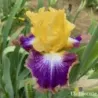 IRIS VARIETY SHOW - L'iriseraie - KUTTOLSHEIM ALSACE FRANCE