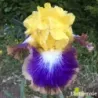 IRIS VARIETY SHOW - L'iriseraie - KUTTOLSHEIM ALSACE FRANCE