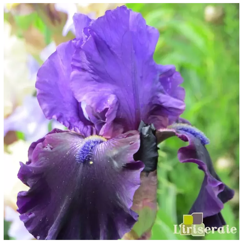 IRIS VELOURS NOIR - L'iriseraie - KUTTOLSHEIM ALSACE FRANCE