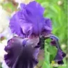 IRIS VELOURS NOIR - L'iriseraie - KUTTOLSHEIM ALSACE FRANCE