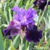 IRIS VELOURS NOIR - L'iriseraie - KUTTOLSHEIM ALSACE FRANCE