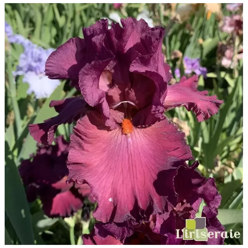 IRIS VIZIER - L'iriseraie - KUTTOLSHEIM ALSACE FRANCE