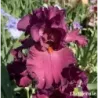 IRIS VIZIER - L'iriseraie - KUTTOLSHEIM ALSACE FRANCE