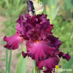 IRIS VIZIER - L'iriseraie - KUTTOLSHEIM ALSACE FRANCE