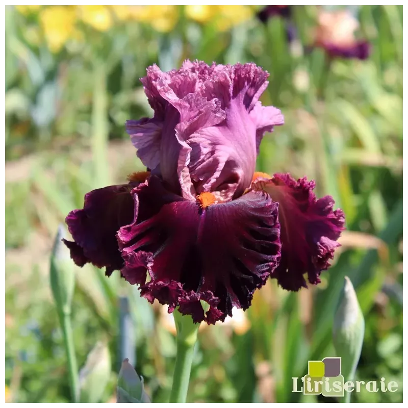 IRIS WEARING RUBIES - L'iriseraie - KUTTOLSHEIM ALSACE FRANCE