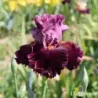 IRIS WEARING RUBIES - L'iriseraie - KUTTOLSHEIM ALSACE FRANCE