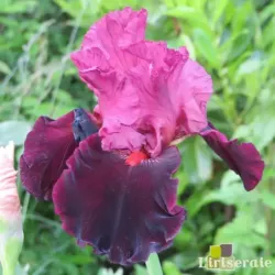 IRIS WEARING RUBIES - L'iriseraie - KUTTOLSHEIM ALSACE FRANCE