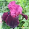 IRIS WEARING RUBIES - L'iriseraie - KUTTOLSHEIM ALSACE FRANCE