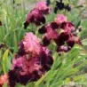 IRIS WEARING RUBIES - L'iriseraie - KUTTOLSHEIM ALSACE FRANCE