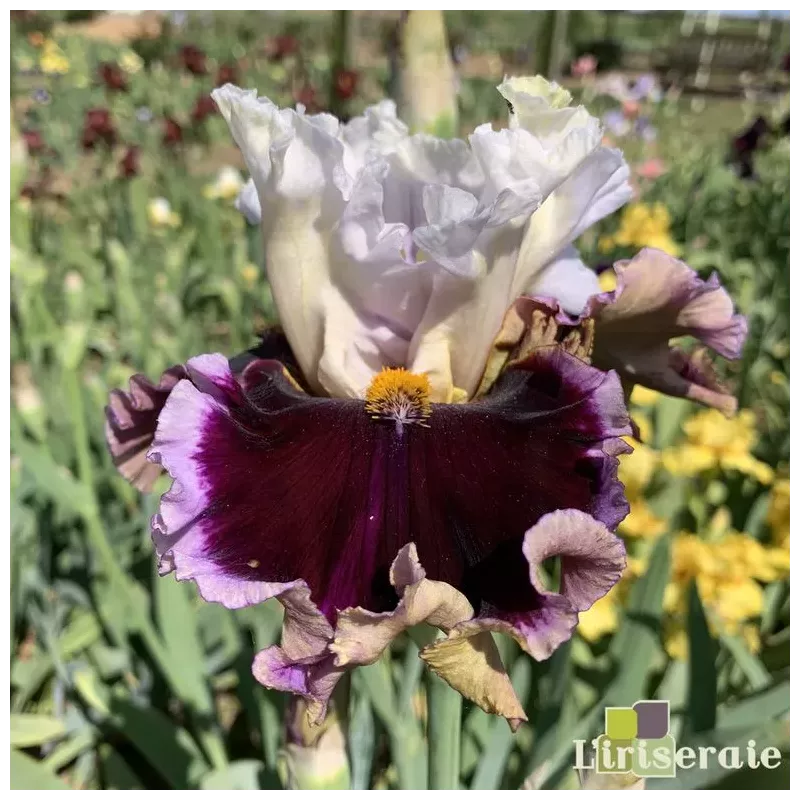 IRIS WHEN DOVES CRY - L'iriseraie - KUTTOLSHEIM ALSACE FRANCE