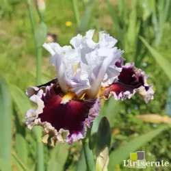 IRIS WHEN DOVES CRY - L'iriseraie - KUTTOLSHEIM ALSACE FRANCE