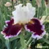 IRIS WHEN DOVES CRY - L'iriseraie - KUTTOLSHEIM ALSACE FRANCE