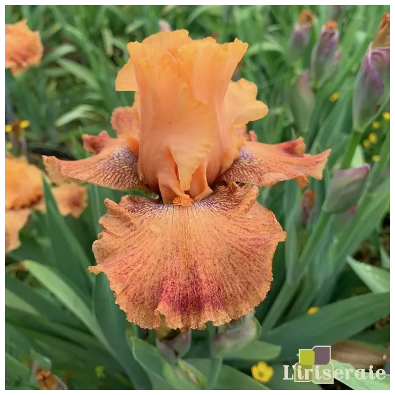 IRIS WILD - L'iriseraie - KUTTOLSHEIM ALSACE FRANCE