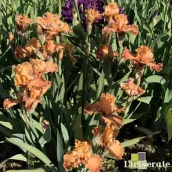 IRIS WILD - L'iriseraie - KUTTOLSHEIM ALSACE FRANCE