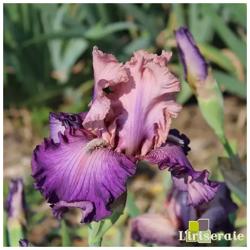 IRIS YOU BELONG TO ME - L'iriseraie - KUTTOLSHEIM ALSACE FRANCE