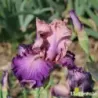 IRIS YOU BELONG TO ME - L'iriseraie - KUTTOLSHEIM ALSACE FRANCE