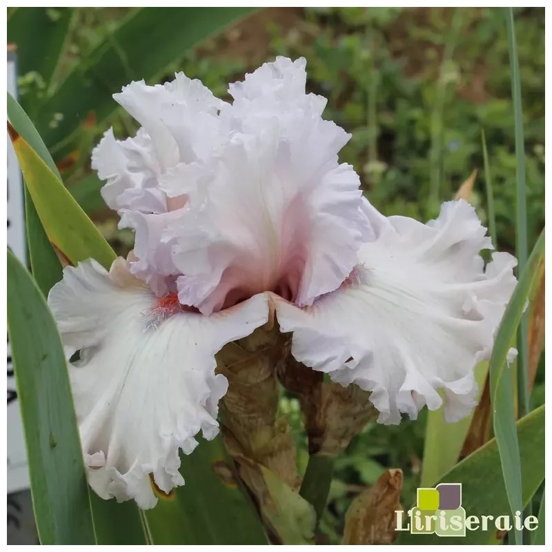 IRIS RITE OF PASSAGE - L'iriseraie - KUTTOLSHEIM ALSACE FRANCE