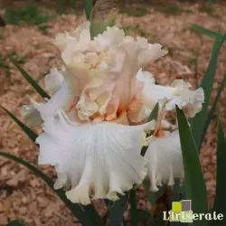 CREPUSCULE - lot de 7 iris