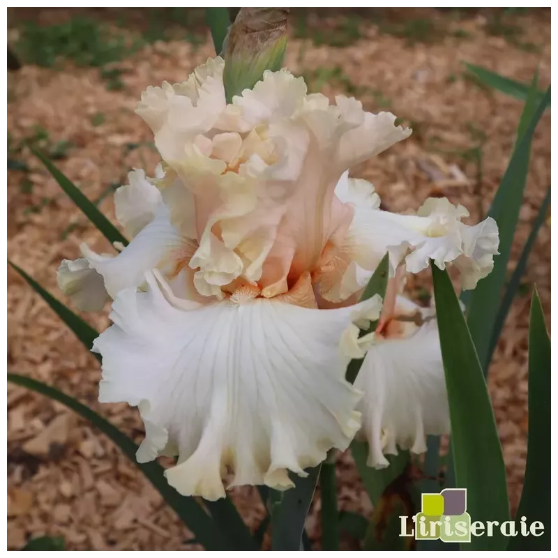 IRIS MAGICAL - L'iriseraie - KUTTOLSHEIM ALSACE FRANCE