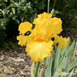 IRIS SOLEIL DE LAYMONT - L'iriseraie - KUTTOLSHEIM ALSACE FRANCE