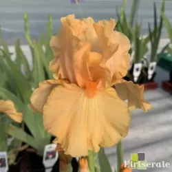 IRIS ORANGE POP - L'iriseraie - KUTTOLSHEIM ALSACE FRANCE