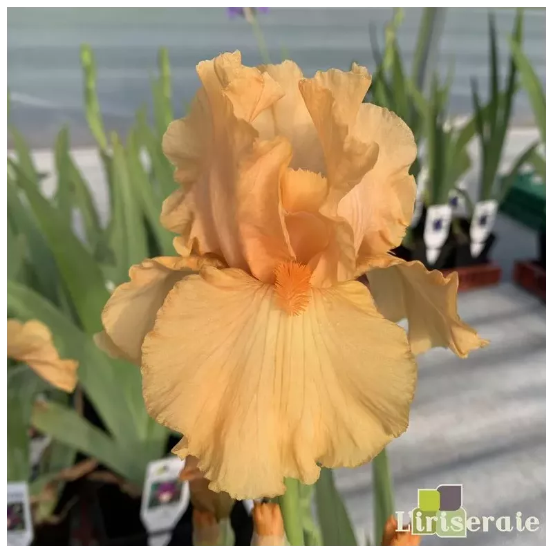 IRIS ORANGE POP - L'iriseraie - KUTTOLSHEIM ALSACE FRANCE