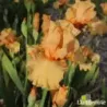 IRIS ORANGE POP - L'iriseraie - KUTTOLSHEIM ALSACE FRANCE