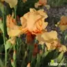 IRIS ORANGE POP - L'iriseraie - KUTTOLSHEIM ALSACE FRANCE