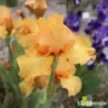 IRIS ORANGE POP - L'iriseraie - KUTTOLSHEIM ALSACE FRANCE