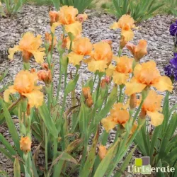 IRIS ORANGE POP - L'iriseraie - KUTTOLSHEIM ALSACE FRANCE